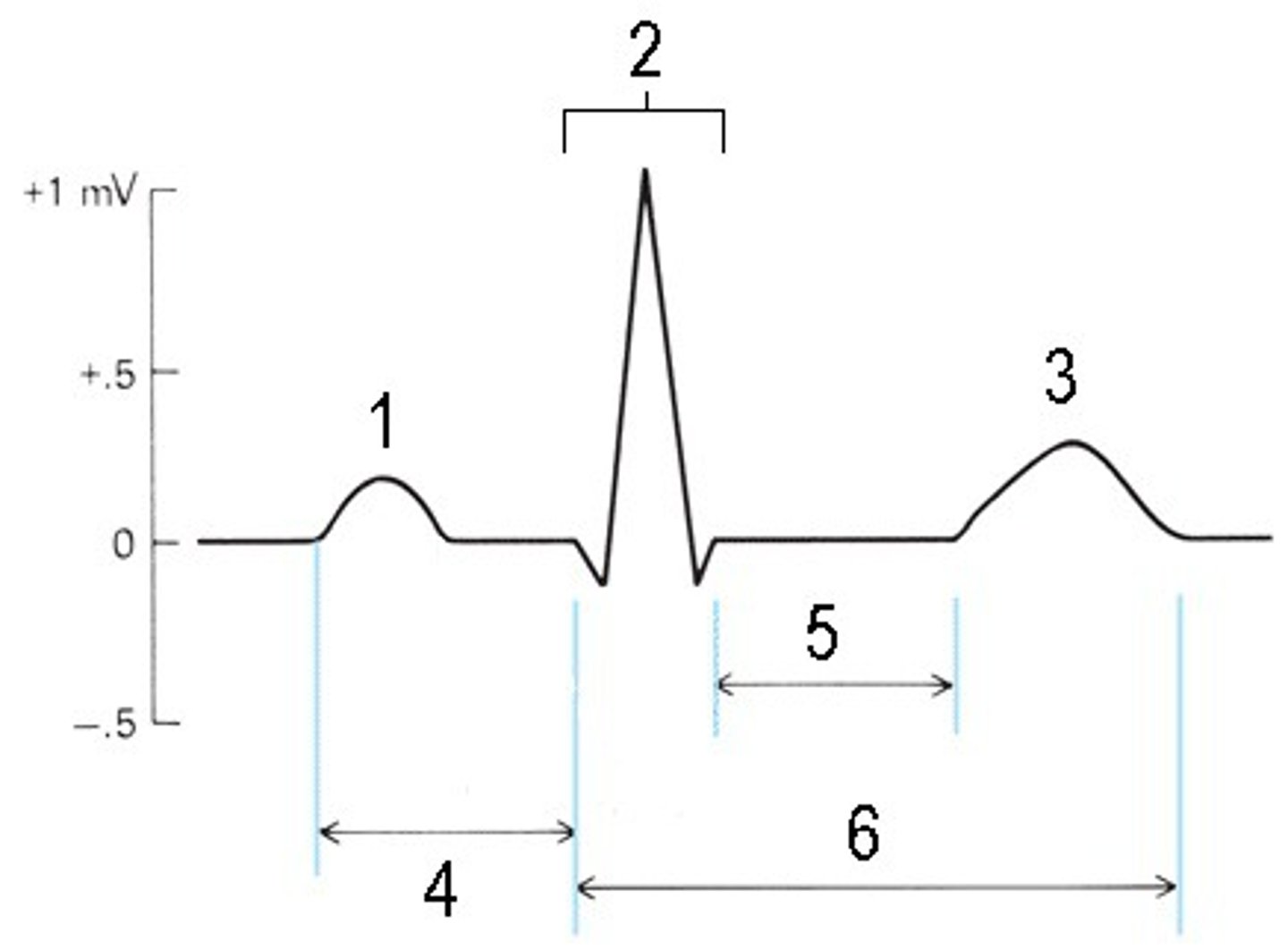 <p>What part of the EKG wave is indicated by the number 6?</p>