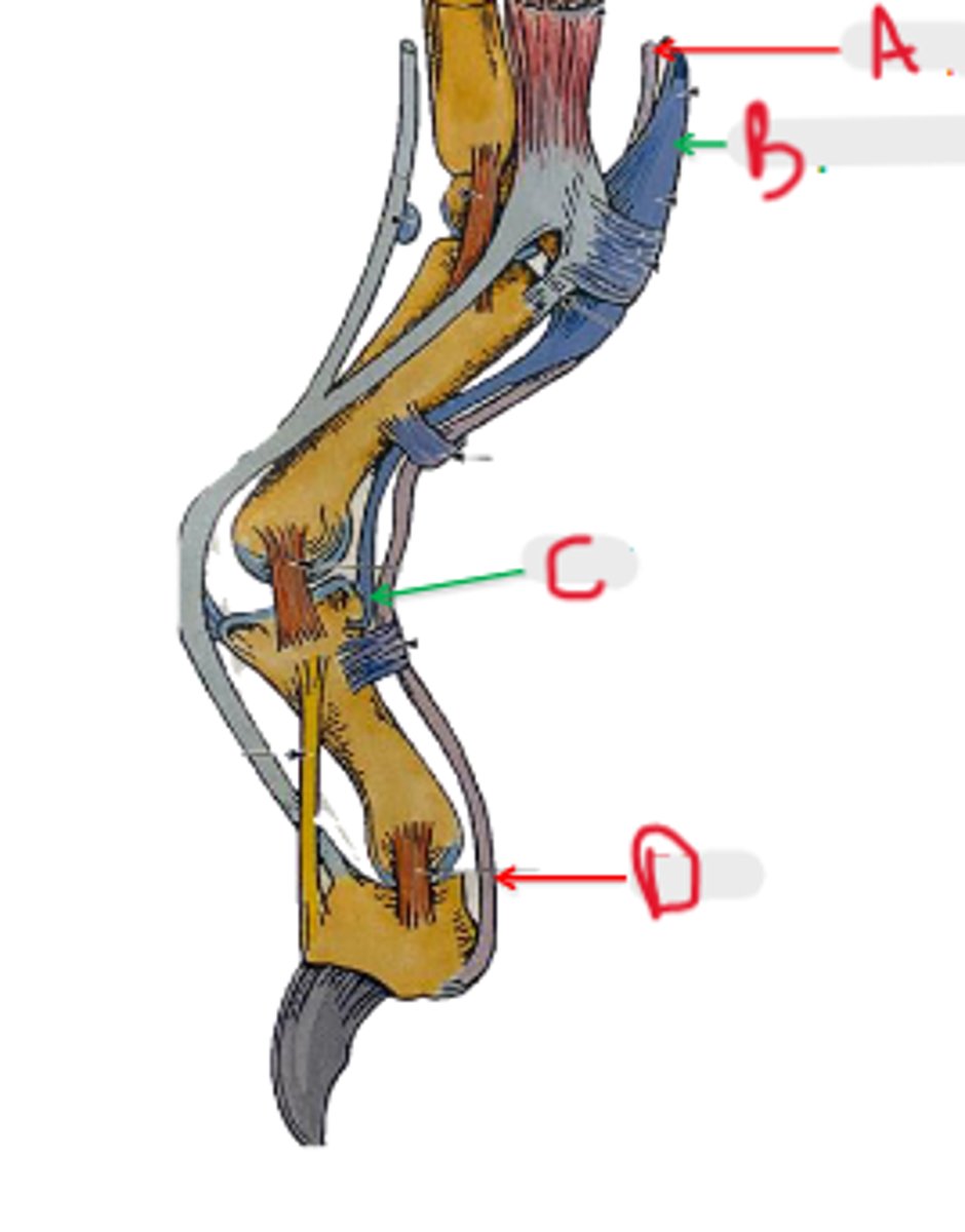<p>What is D?</p>