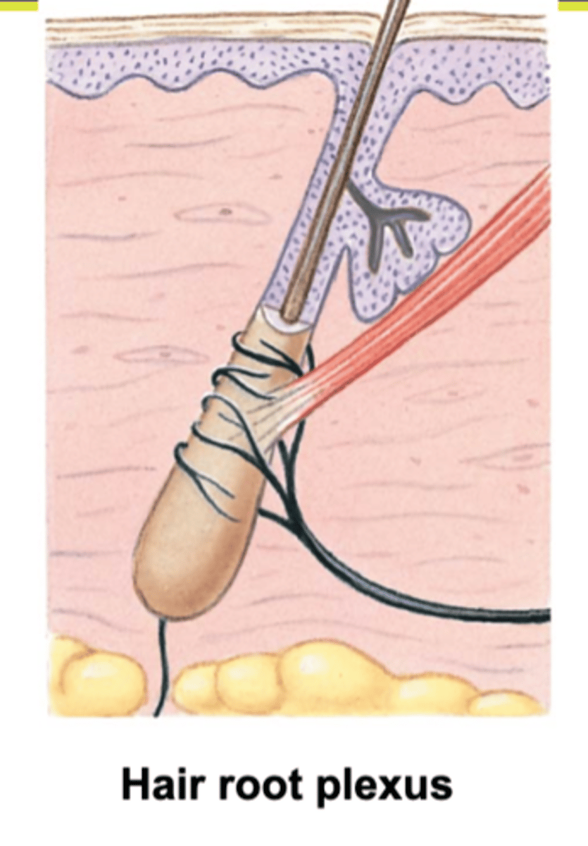 <p>Nerve receptors that detect hair movement, wraps around each hair bulb</p>