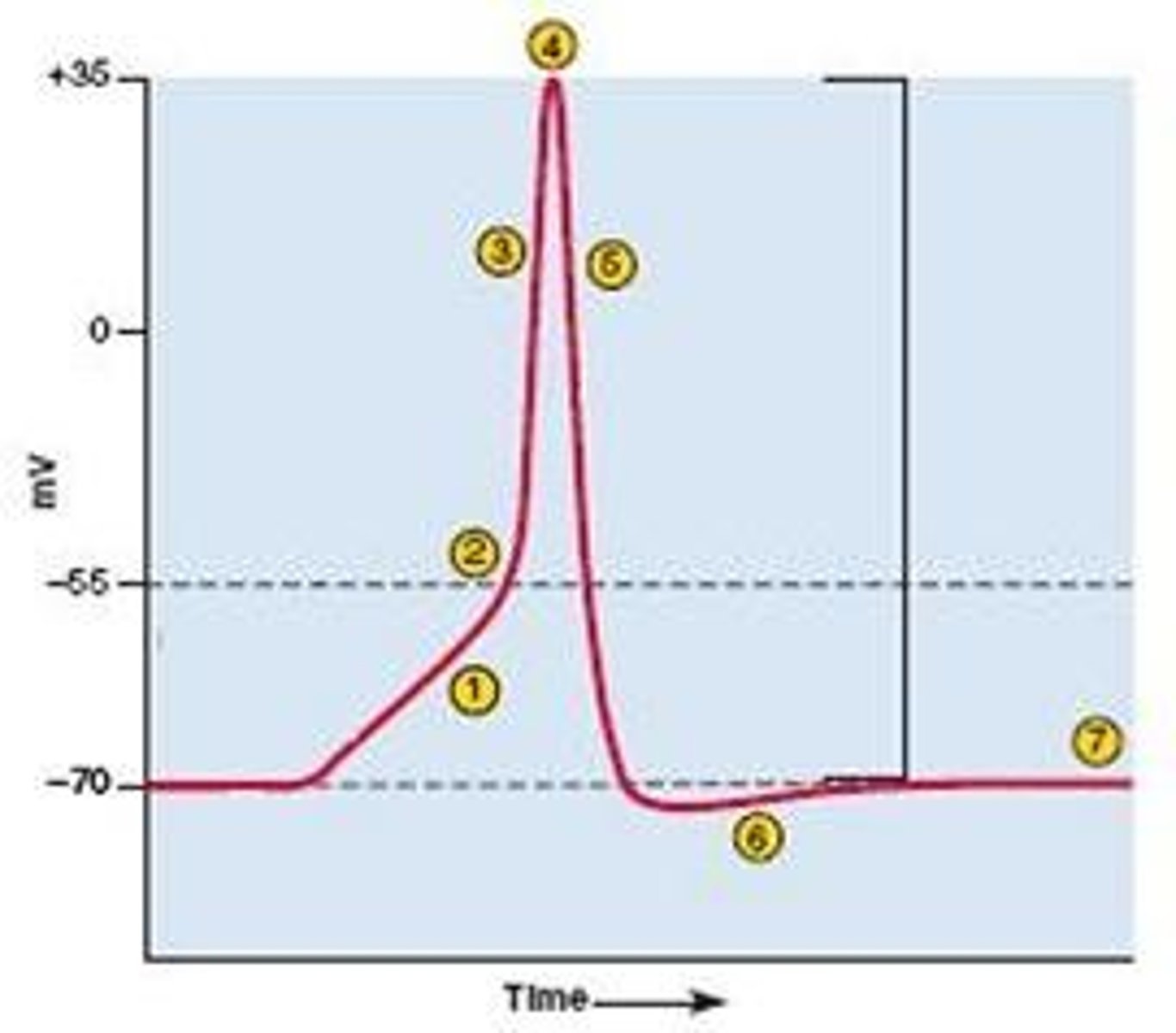 <p>Membrane potential becomes more negative making the neuron less likely to fire (inhibition).</p>