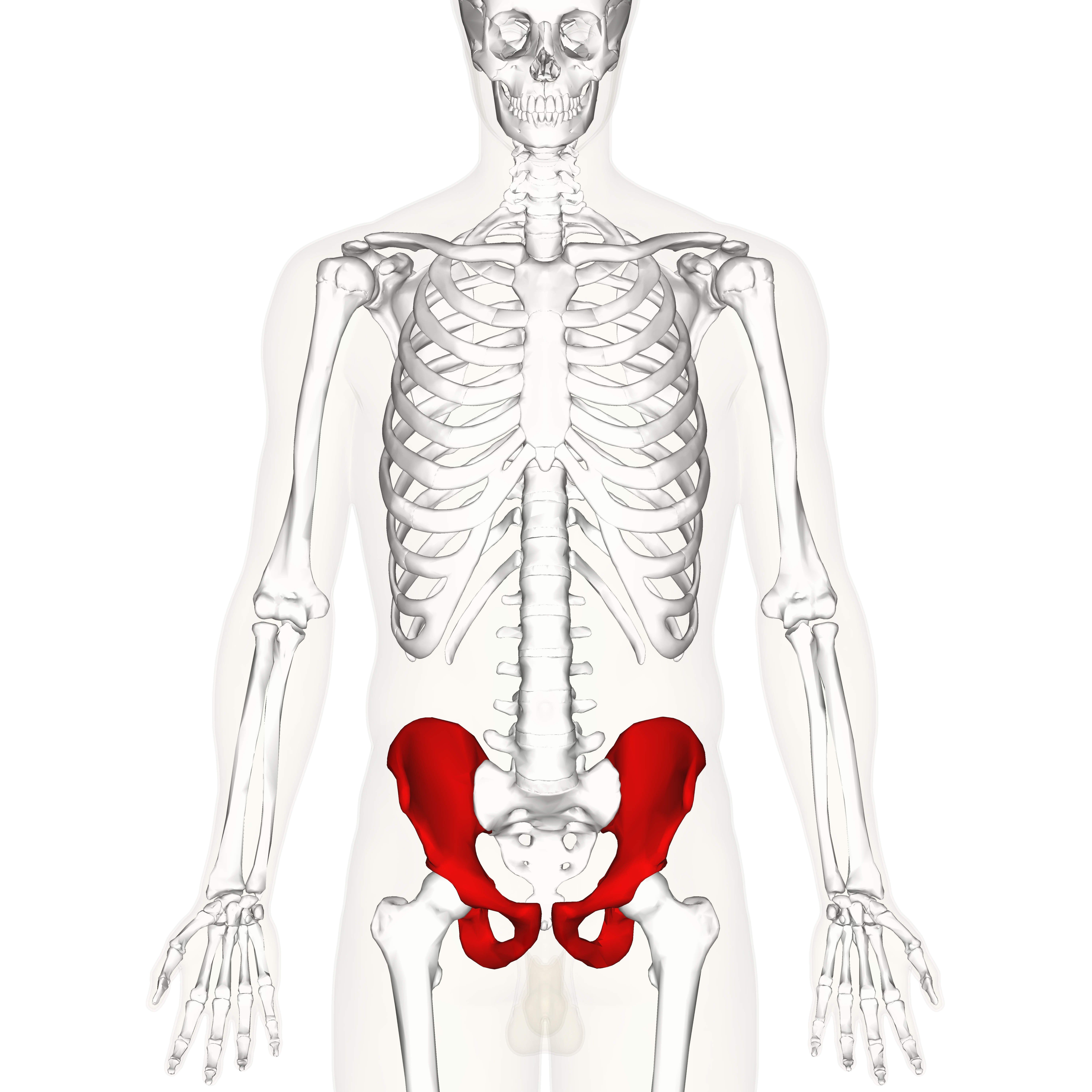 <p>lateral; Relating to the hip or hip region.</p>