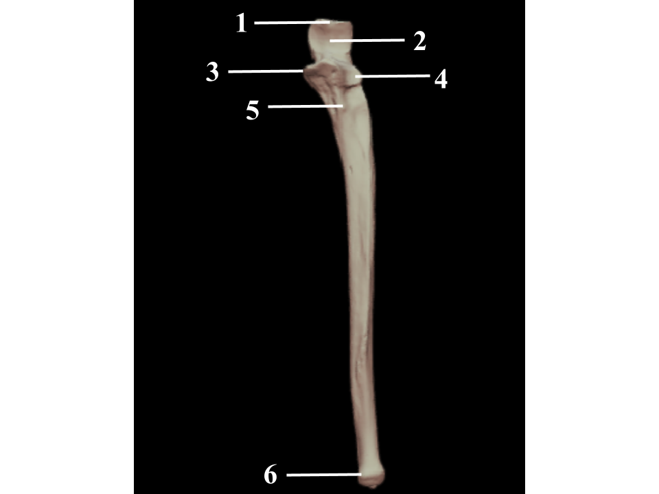 <p>What structure is indicated by 6?</p>