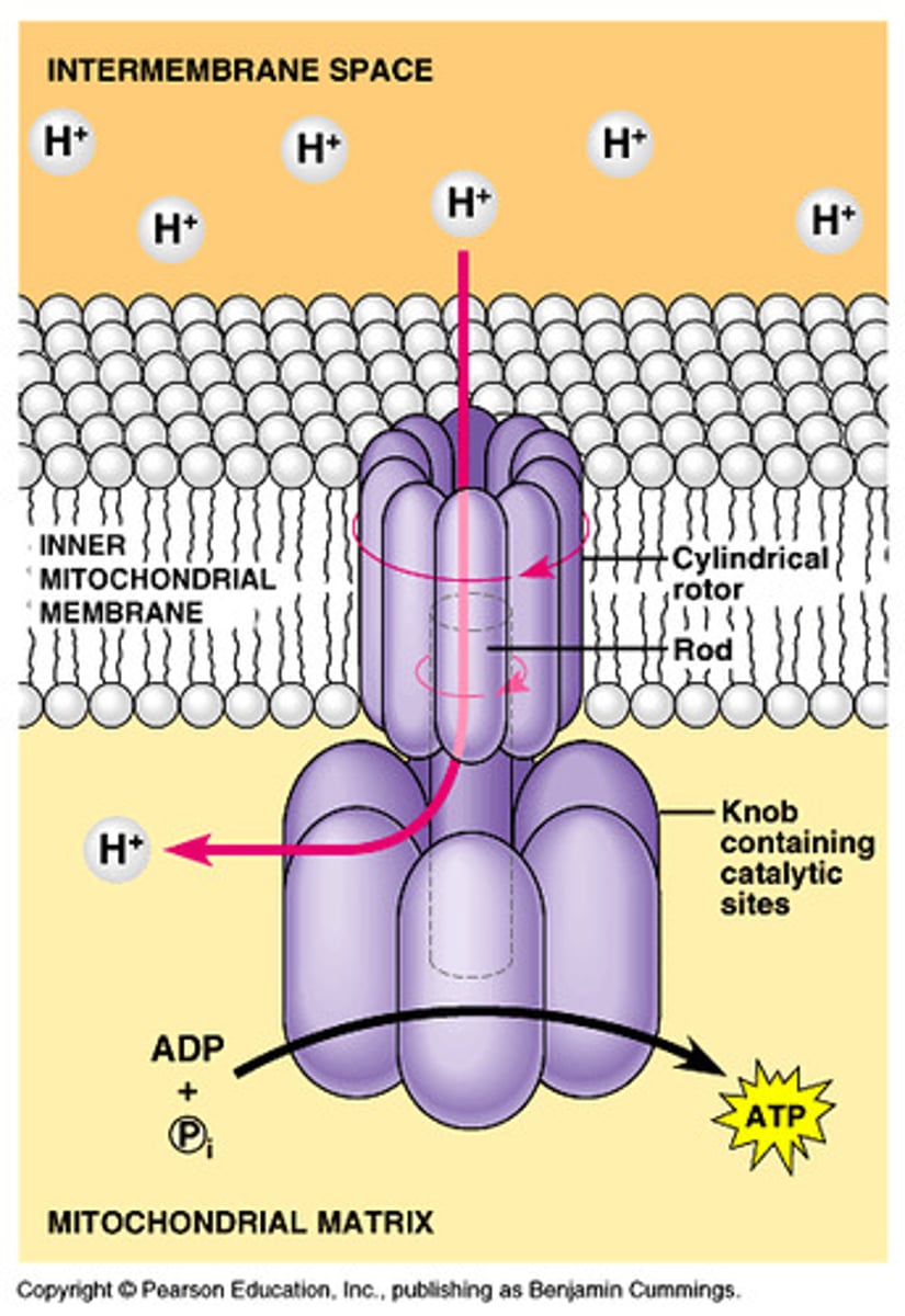 <p>Large protein that uses energy from H+ ions diffusing down their concentration gradient to bind ADP and a phosphate group together to produce ATP</p>