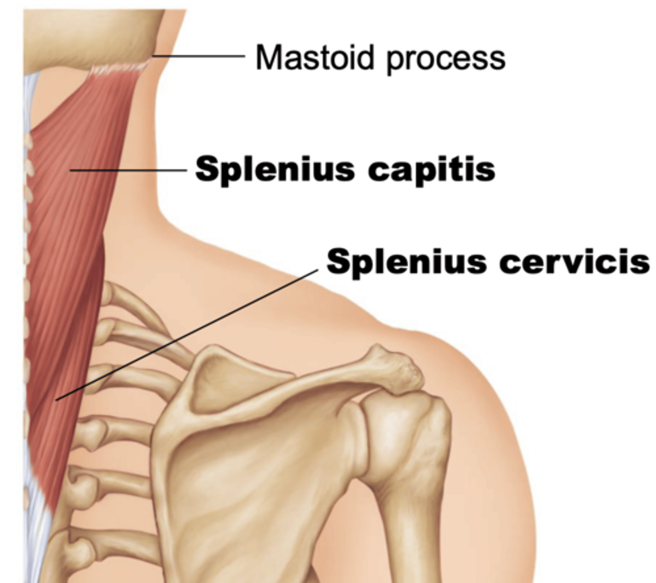 <p>-origin: spinous processes C7-T6, nuchal ligament </p><p>-insertion: mastoid process, superior nuchal line </p><p>-action: head/neck extension, neck lateral flexion and ipsilateral rotation</p><p>-innervation: dorsal rami C3-C4</p>