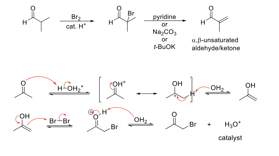 <p><strong>Mechanism:</strong></p><p>1) Enol forms.</p><p>2) Formation of C=O bond, double bond attacks bromine, Br<sub>2</sub> bond breaks.</p><p>3) C=OH<sup>+</sup> deprotonated by water.</p><p>4) Adding a base undergoes elimination.</p><p></p><p><strong>Notes:</strong></p><p>Alpha bromination on aldehydes and ketones only.</p><p>Major product is transition state with more substituted (more stable) alkene/enolate.</p><p>Adding a base forms <span>α,</span>β-unsaturated aldehyde/ketone.</p><p>Pyridine, or weaker bases, can be used as a base because the formed alkene is conugated.</p>