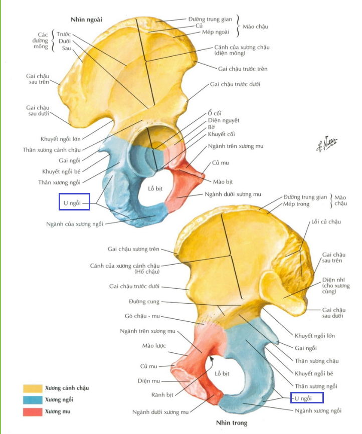 <p>Khi ngồi, trọng lượng cơ thể chủ yếu dồn lên cấu trúc nào?<br>A. Gai chậu trước trên<br>B. Gò chậu mu<br>C. Ụ ngồi<br>D. Diện nhĩ</p>