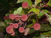 <p><span>Somewhat similar to sycamore. Brown, ball-shaped clusters of small, dry nutlets that develop from the flower heads in late summer or fall. Persists in winter.</span></p>