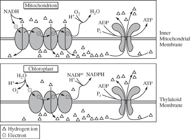 <p>The figures below illustrate the similarities between ATP synthesis in mitochondria and chloroplasts.</p><p>The figures can best assist in answering which of the following questions?</p>