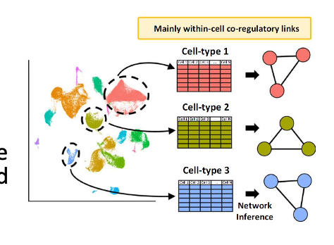 <p>-gene co-expression network (GCN): undirected graph where each node corresponds to a gene, and a pair of nodes is connected with an edge if there is a significant co-expression relationship between them</p><p>-can be constructed by looking for pairs of genes which show a similar expression pattern across samples, since the transcript levels of 2 co-expressed genes rise and fall together across samples</p><p>-co expressed genes could be controlled by the same transcriptional regulatory program, functionally related, or members of the same pathway or protein complex</p>