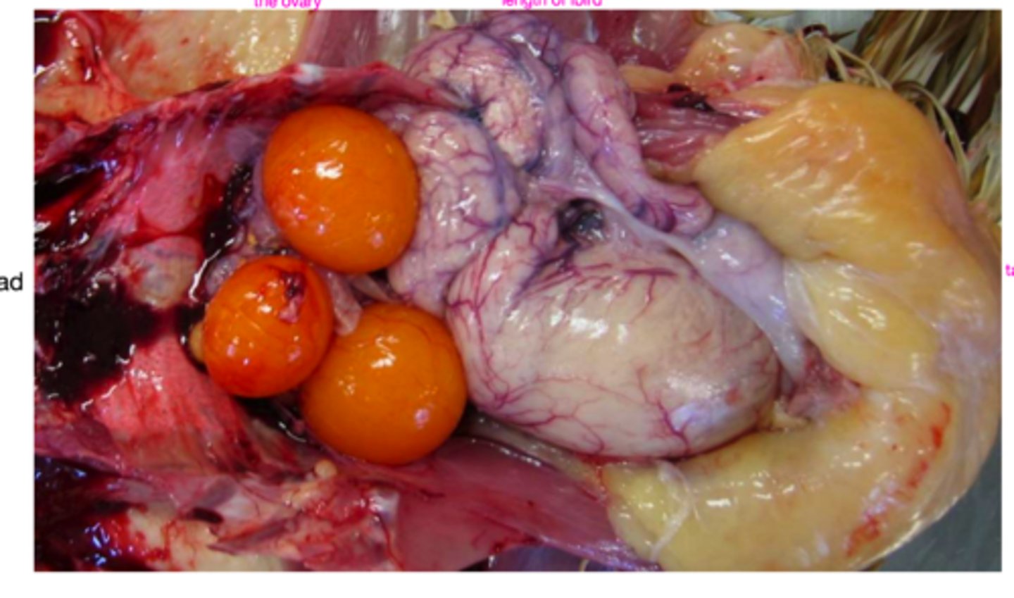 <p>- granules that develop embryo and yolk</p><p>- have 1 ovary on the left side (except kiwi)</p><p>- multiple eggs will grow at a time</p>