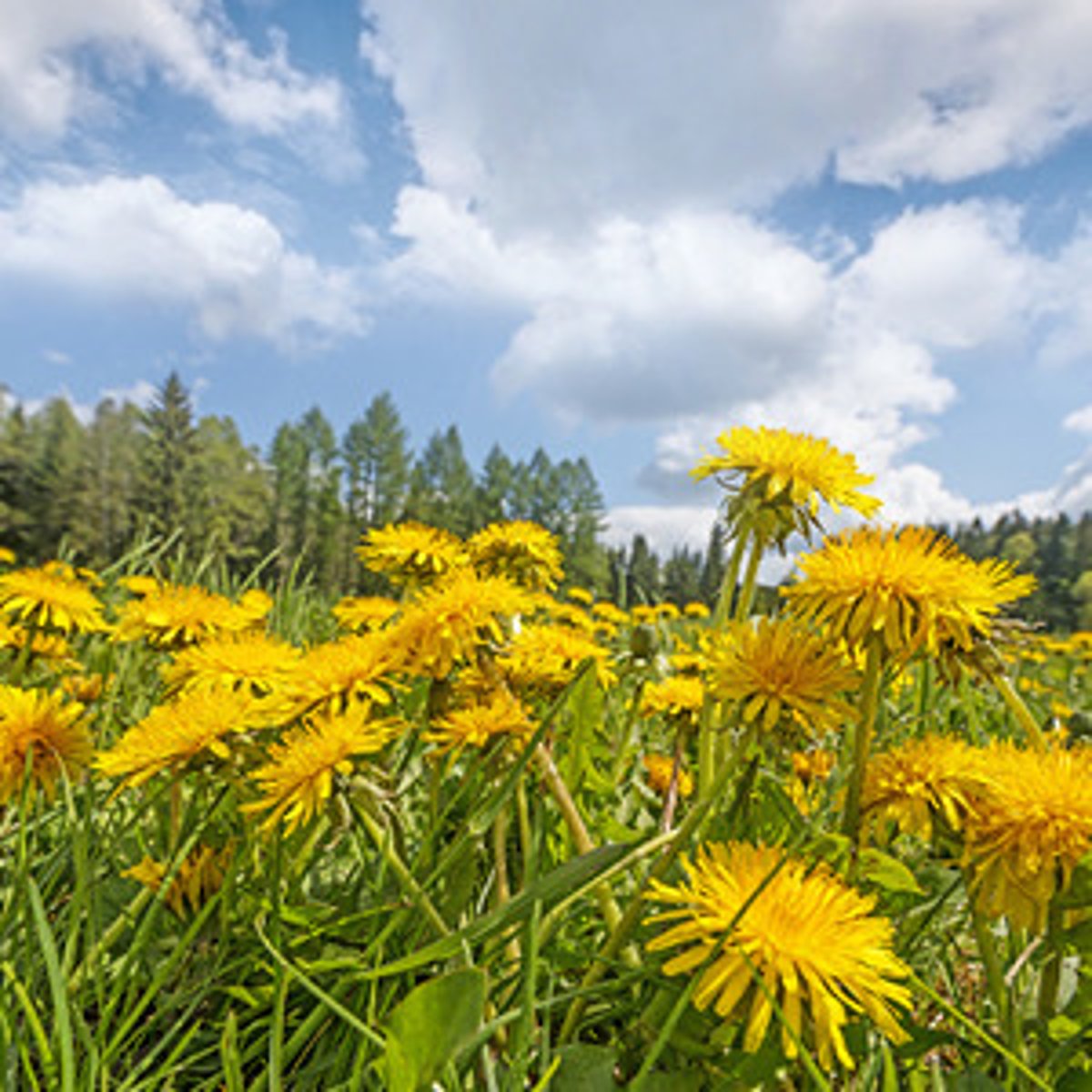 <p>(adj) Naturally living or growing in a certain area; native.</p>