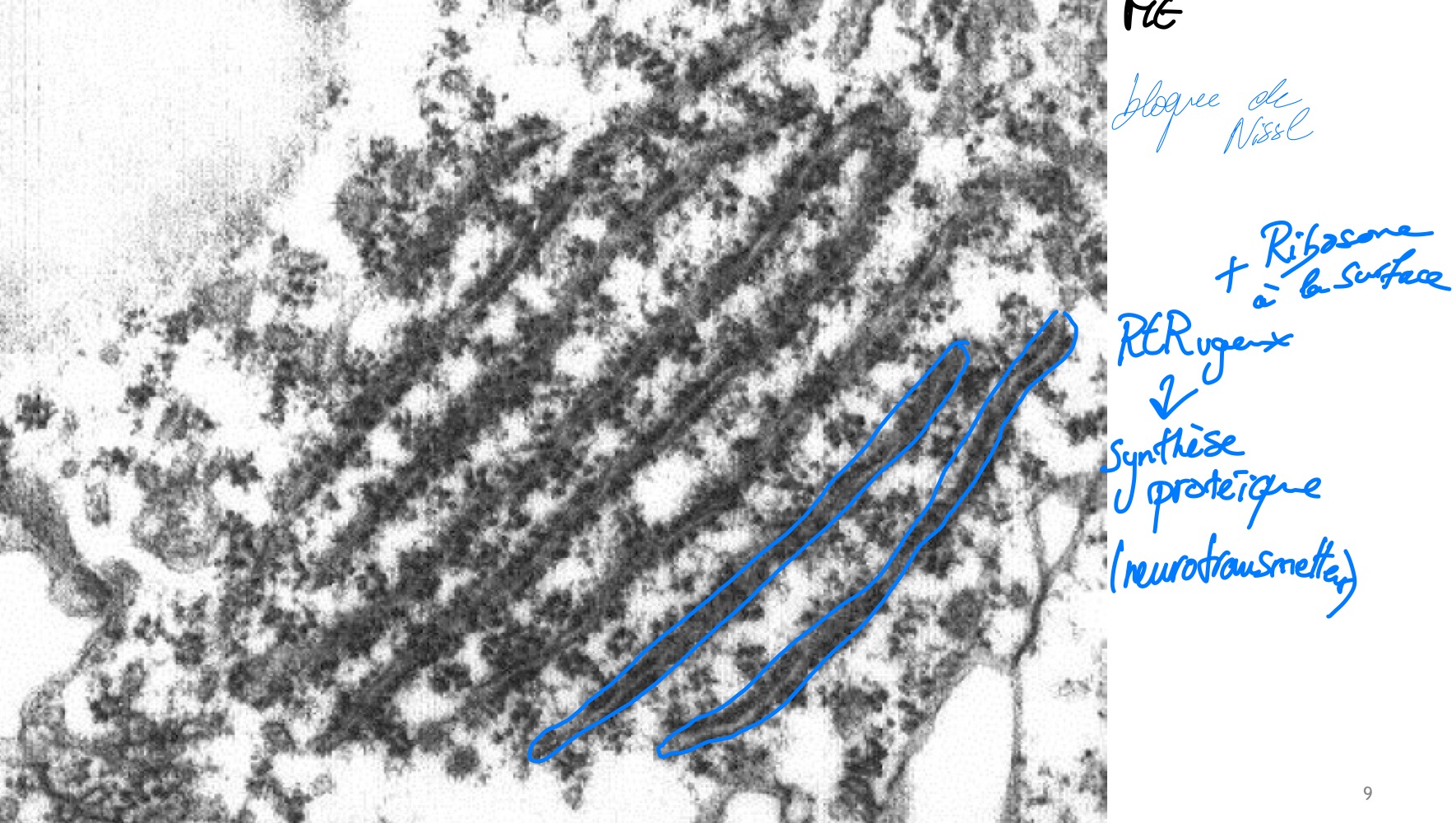 <p>ME</p><p>RER du neurone + ribosome à la surface =&gt; synthèse protéique = neurotransmetteur </p>