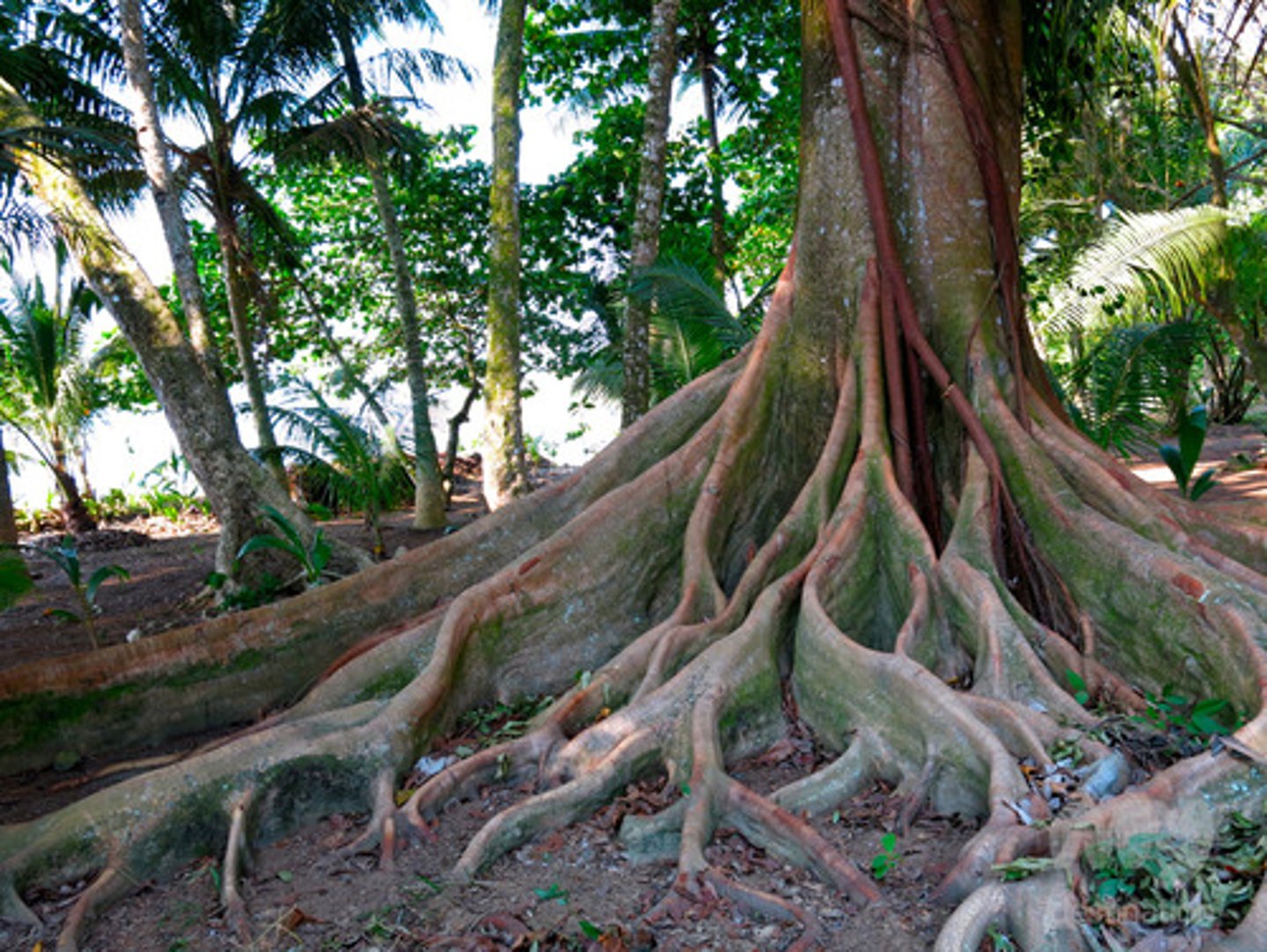 <p>Root that is shallow to soak up nutrients in thin soils, but big for stability</p>