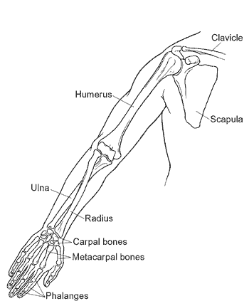 <p>Contains 30 bones in three regions: the arm (shoulder to elbow), the forearm (ulna and radius), the wrist (carpals), and hand (metacarpals and phalanges).</p>