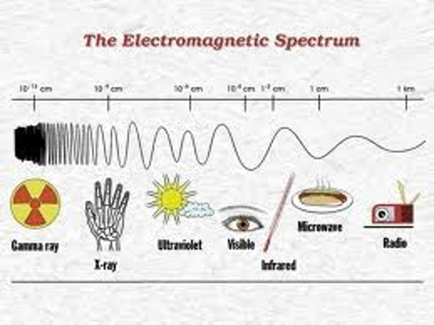 <p>radio waves, <br>microwaves, <br>infrared waves, <br>visible light, <br>ultraviolet waves, <br>x-rays, <br>gamma rays</p>