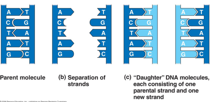 <ul><li><p>Structure of DNA predicts a mechanism for how it is copied (relies on complementary base pairing). </p></li><li><p>Two parental strands separate and act as templates for the synthesis of new daughter strands. </p></li></ul><p></p>