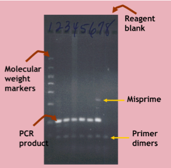 <ul><li><p><span>The PCR product should be of the expected size (or melting point)</span></p></li><li><p><span>No product should be present in the reagent blank</span></p></li><li><p><span><u>Misprimes</u> may be seen due to non-specific annealing of primers</span></p><ul><li><p><span>Primers stick to some sequence nonspecifically and start making a product</span></p></li></ul></li><li><p><span><u>Primer dimers</u> may be seen due to annealing of primers to each other</span></p></li></ul><p></p>