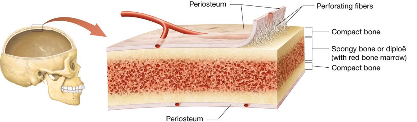 <ul><li><p>Provided mostly from the periosteum</p></li></ul><p></p>