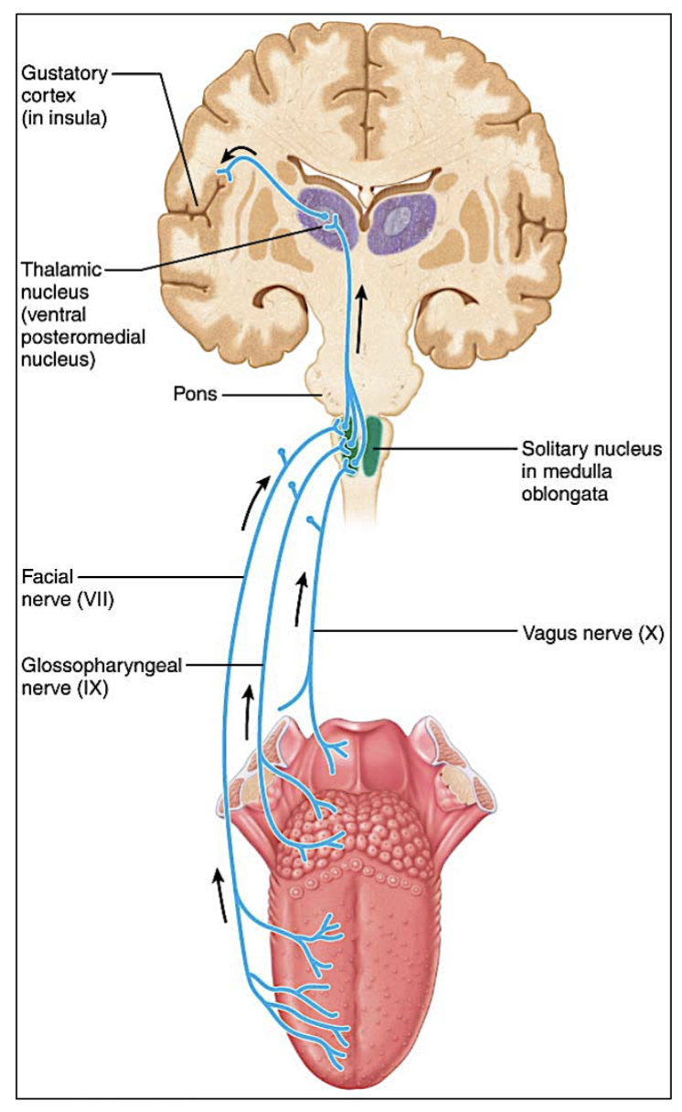 <p><strong>Facial (VII) </strong>and <strong>Glossopharyngeal (IX)</strong> nerves. </p><p>(7 &amp; 9)</p>