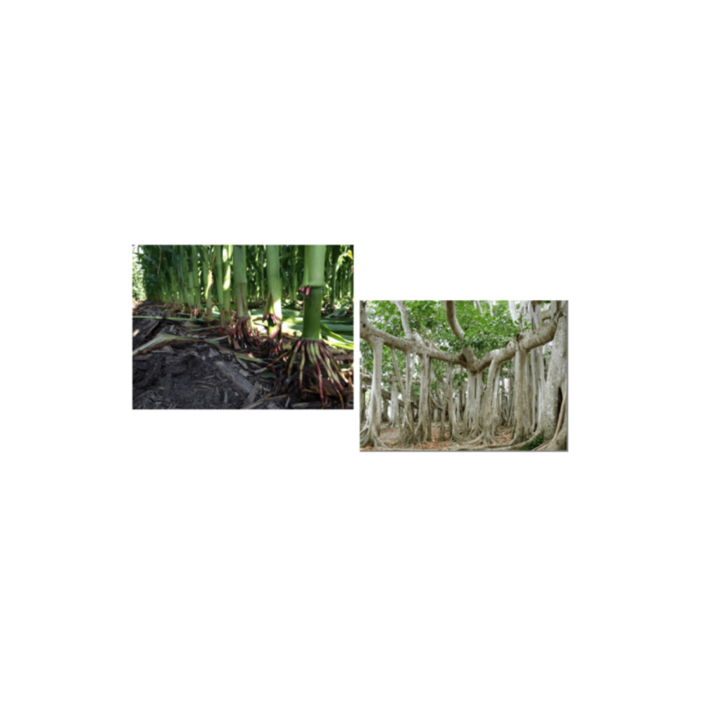 <p>What kind of modification is this?</p>