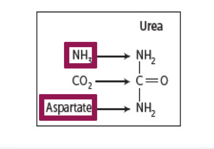 <p>1 nitrogen is from free NH3 (released from glutamate by glutamate dehydrogenase)</p><p>2 nitrogen are from aspartate (formed from transamination of glutamate by AST)</p><p>Glutamate is the final carrier of NH3</p><p>The C and O of urea are from CO2 (as HCO3-)</p>