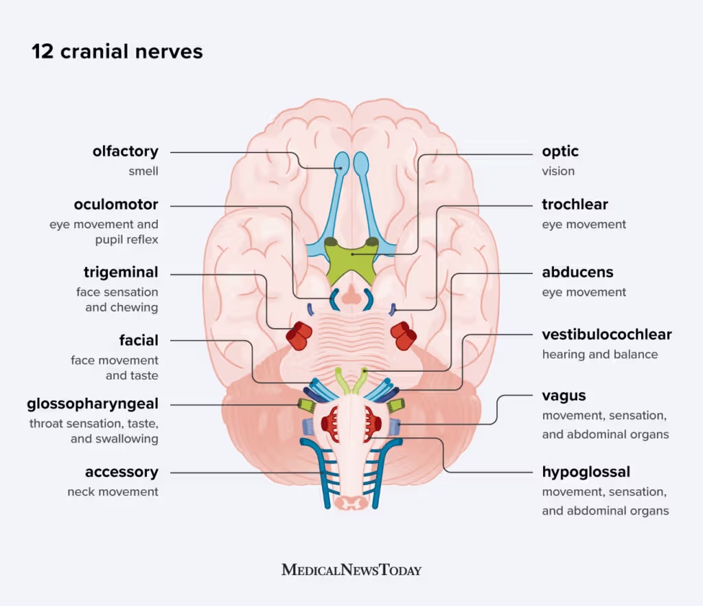 <p><span>What cranial nerve carries hearing and balance signals to the brain?</span></p>