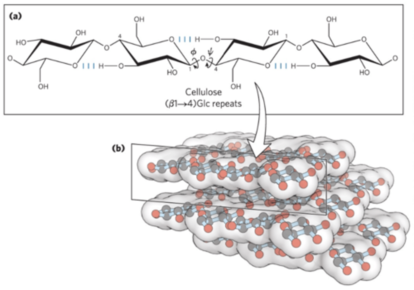 <p>Most stable conformation is a straight, extended chain<br>-Each chair is turned 180 relative to its neighbors<br>-Stabilized by hydrogen bonds</p>
