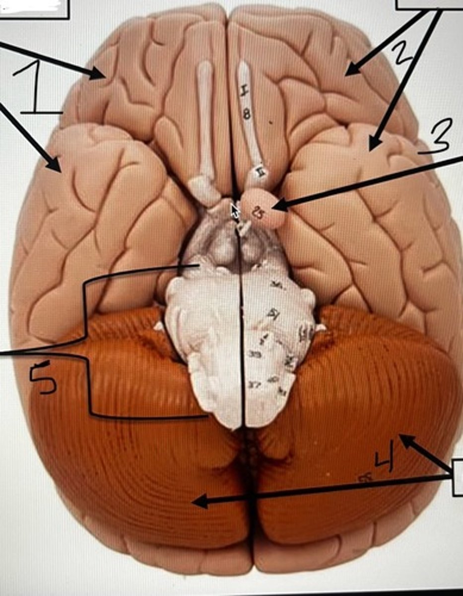 <p>According to the model, what does #2 represent?</p>