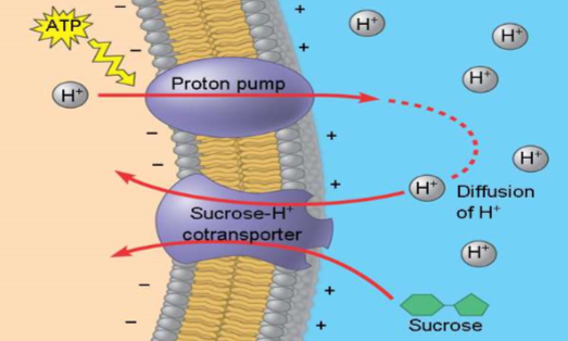 <ul><li><p>occurs when active transport of specific solute indirectly drives active transport of another solute</p></li><li><p>involved transport by membrane protein</p></li><li><p>driven by concentration gradient</p></li></ul>