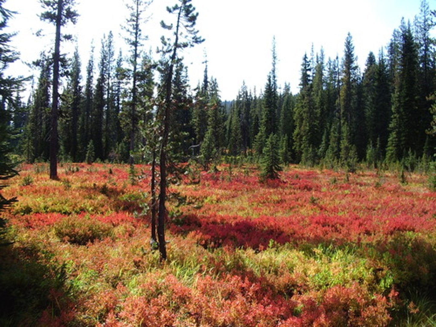 <p>Government agency created by Theodore Roosevelt to preserve land and protect local animal species.</p>