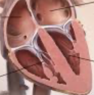 <p>what are the 4 chambers of the heart</p>