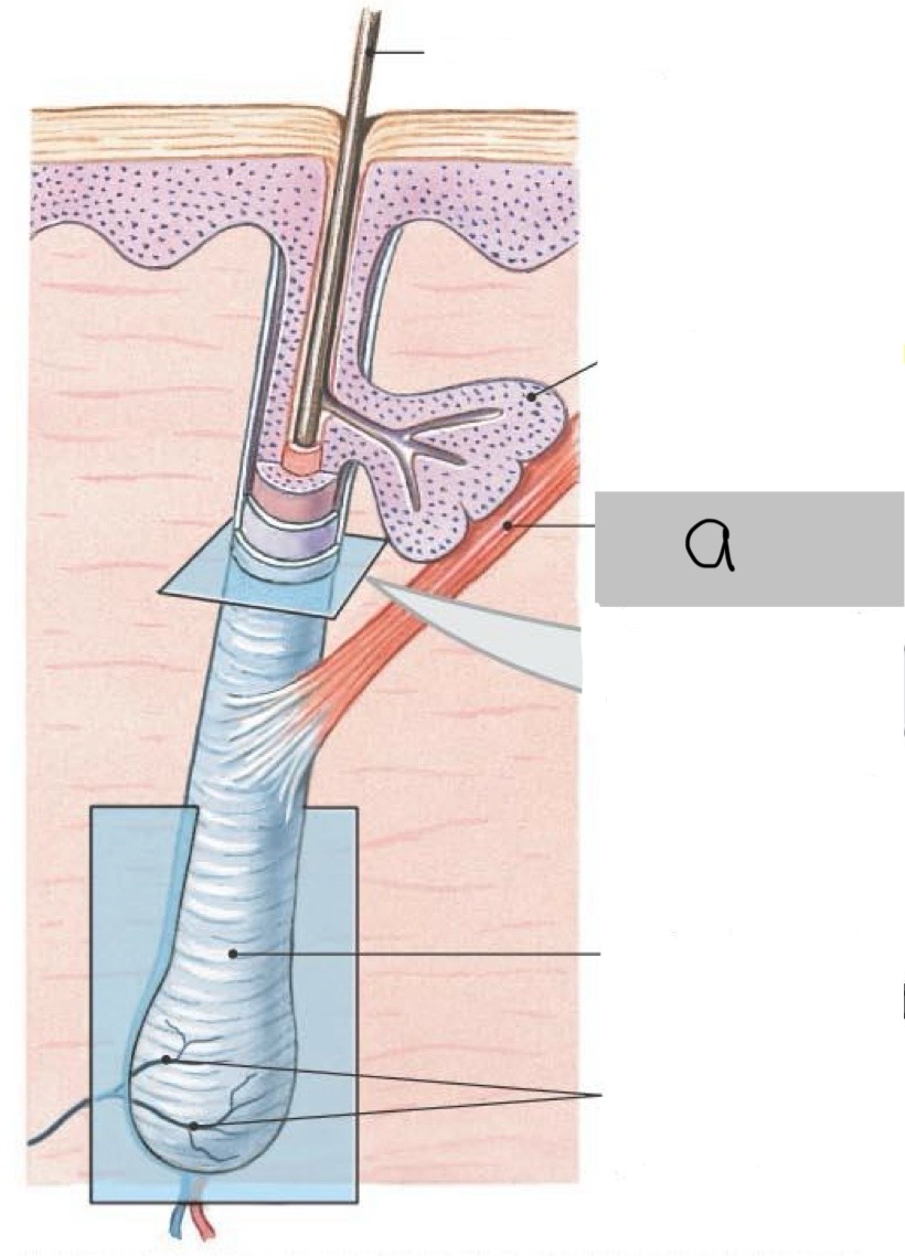 <p>Allows <strong>movement of hairs</strong>, as in “goose bumps’</p>