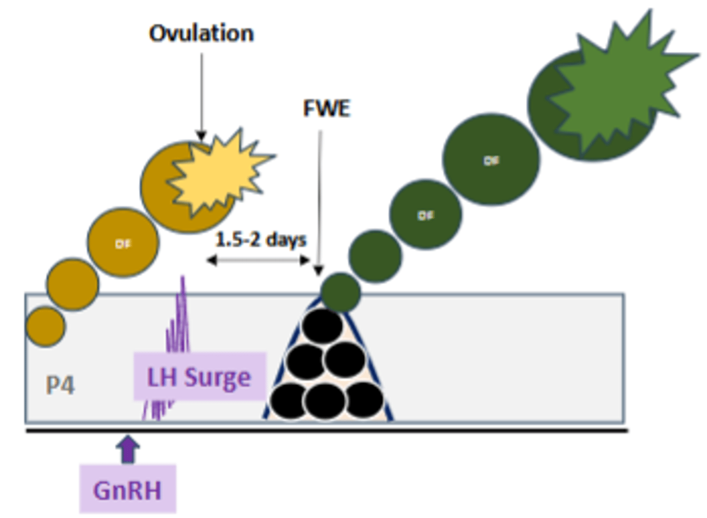 <p>- GnRH injection causes LH surge for ovulation or luteinization of the dominant follicle that is ≥ 8.5-10.0mm in diameter, E2 produced by this follicle decreases FSH rises and follicular wave emerge in about 1.5-2 days</p>