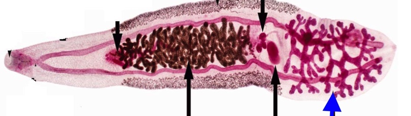 knowt flashcard image