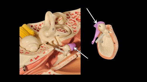 <p>(p.) middle ear; auditory ossicle</p>