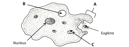 <p>Label the diagram of the protist organism</p>