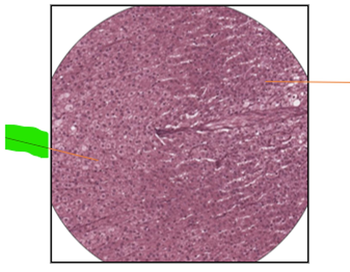 <p>label region and organ</p>