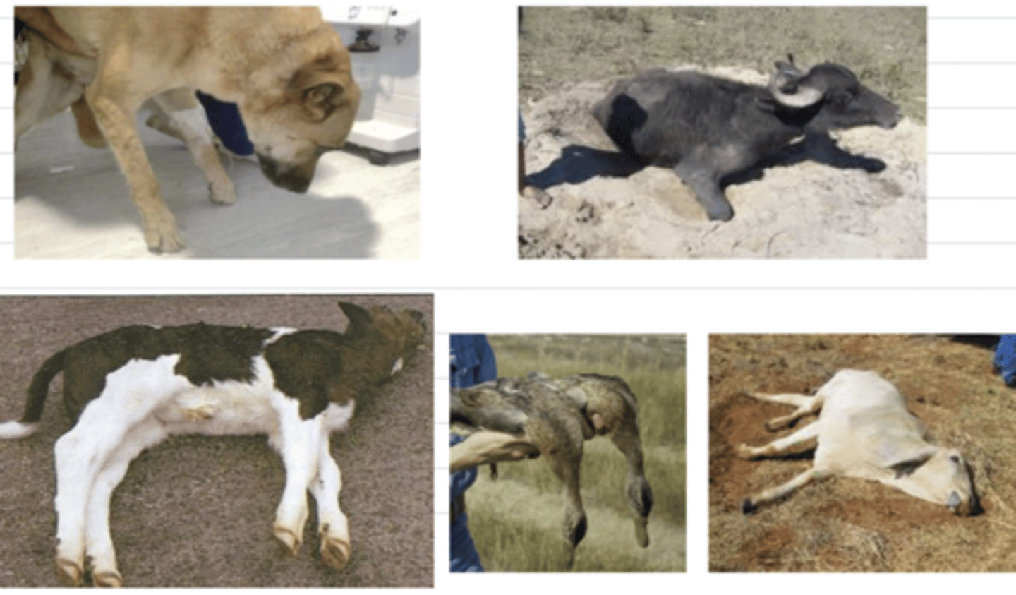 <p>these are all symptoms of an infection of...</p>