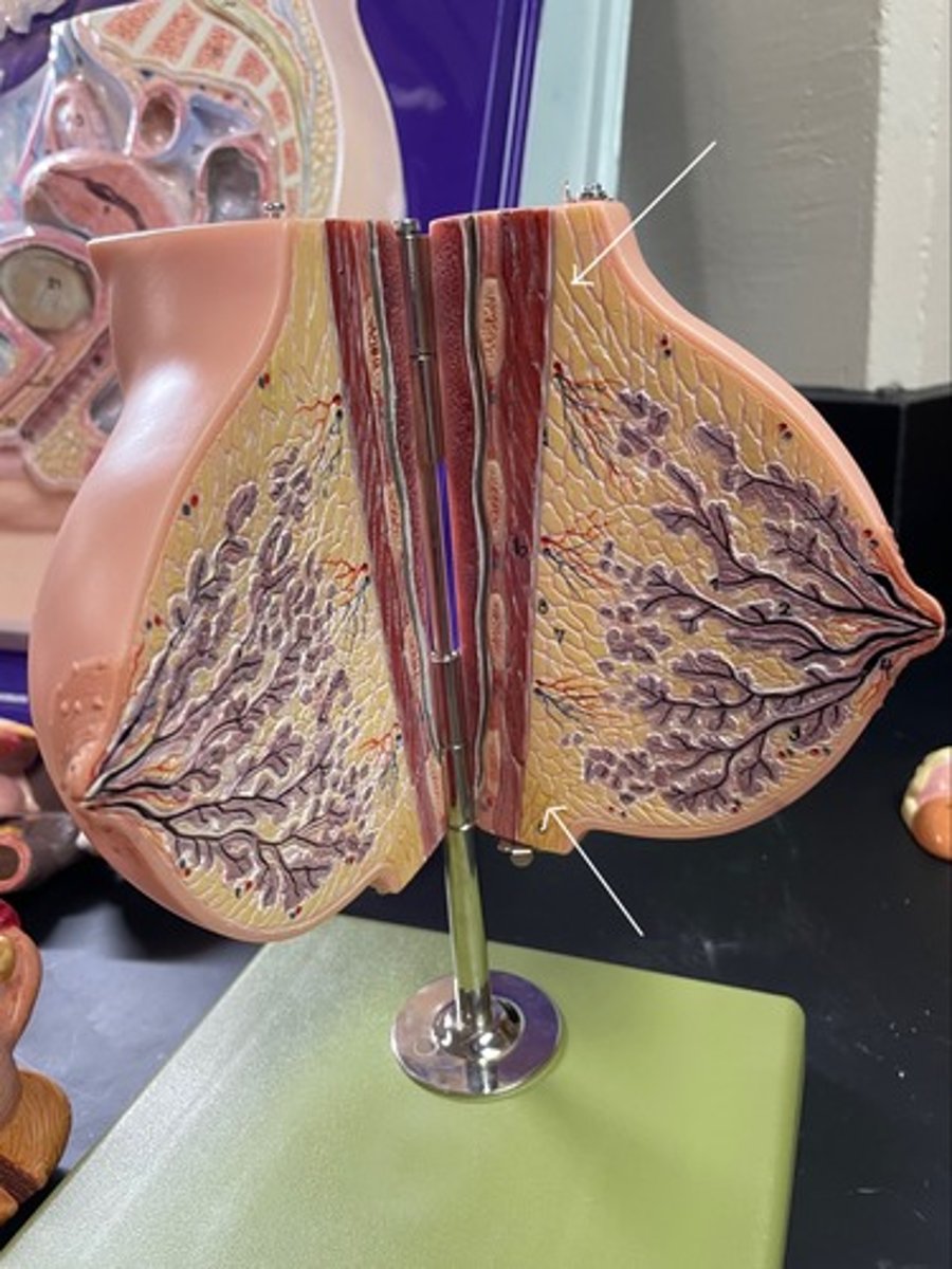 <p>contains adipose tissue, mammary glands and ducts, site of let down of milk</p>