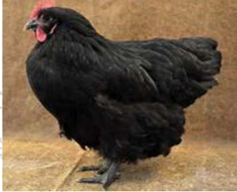 <p>Australorp</p>