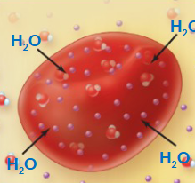<p>A solution with a lower solute concentration compared to another solution, resulting in water movement into a cell, which may cause it to swell (hemolysis)</p>