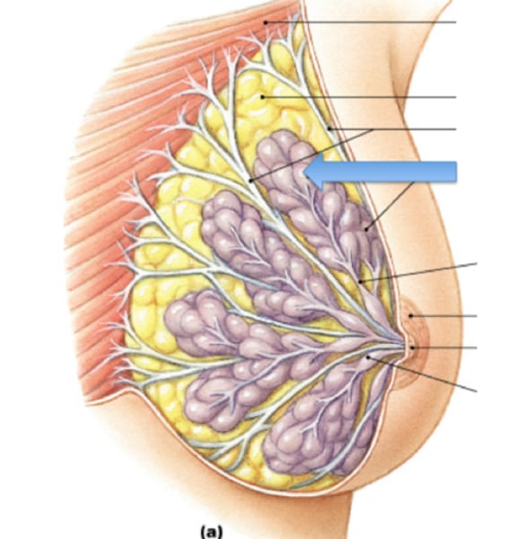 <p>Specialized organs in mammals that produce milk to nourish the young</p>