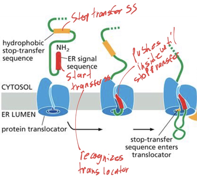 <p>its the same steps as a protein entering the membrane fully, expect, once the stop transfer sequence enters the translocator, it makes the translocator stop pushing the protein inside. </p>