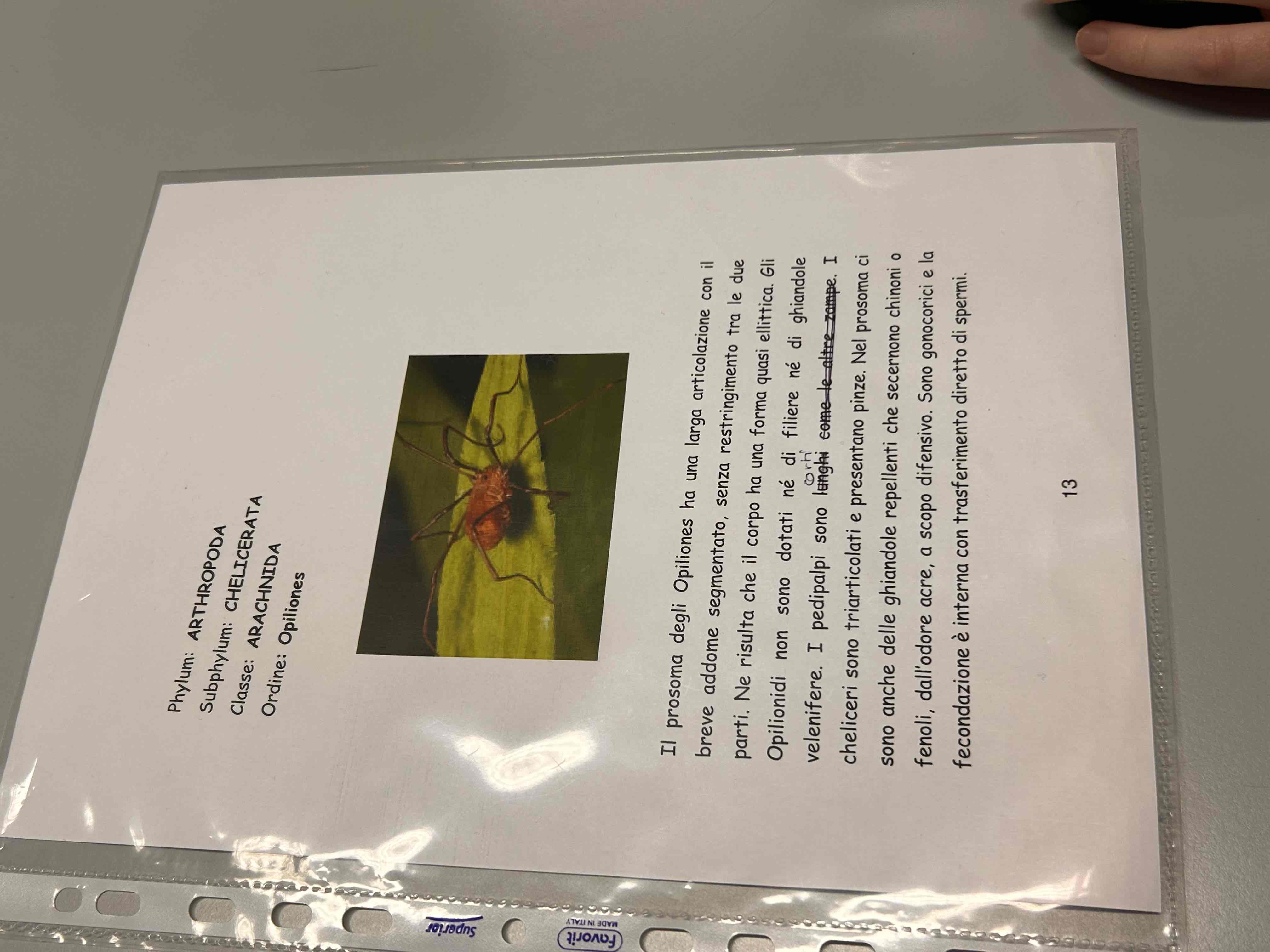 <p>Chelicerati</p><p>Aracnidi</p><p>Opiliones</p>