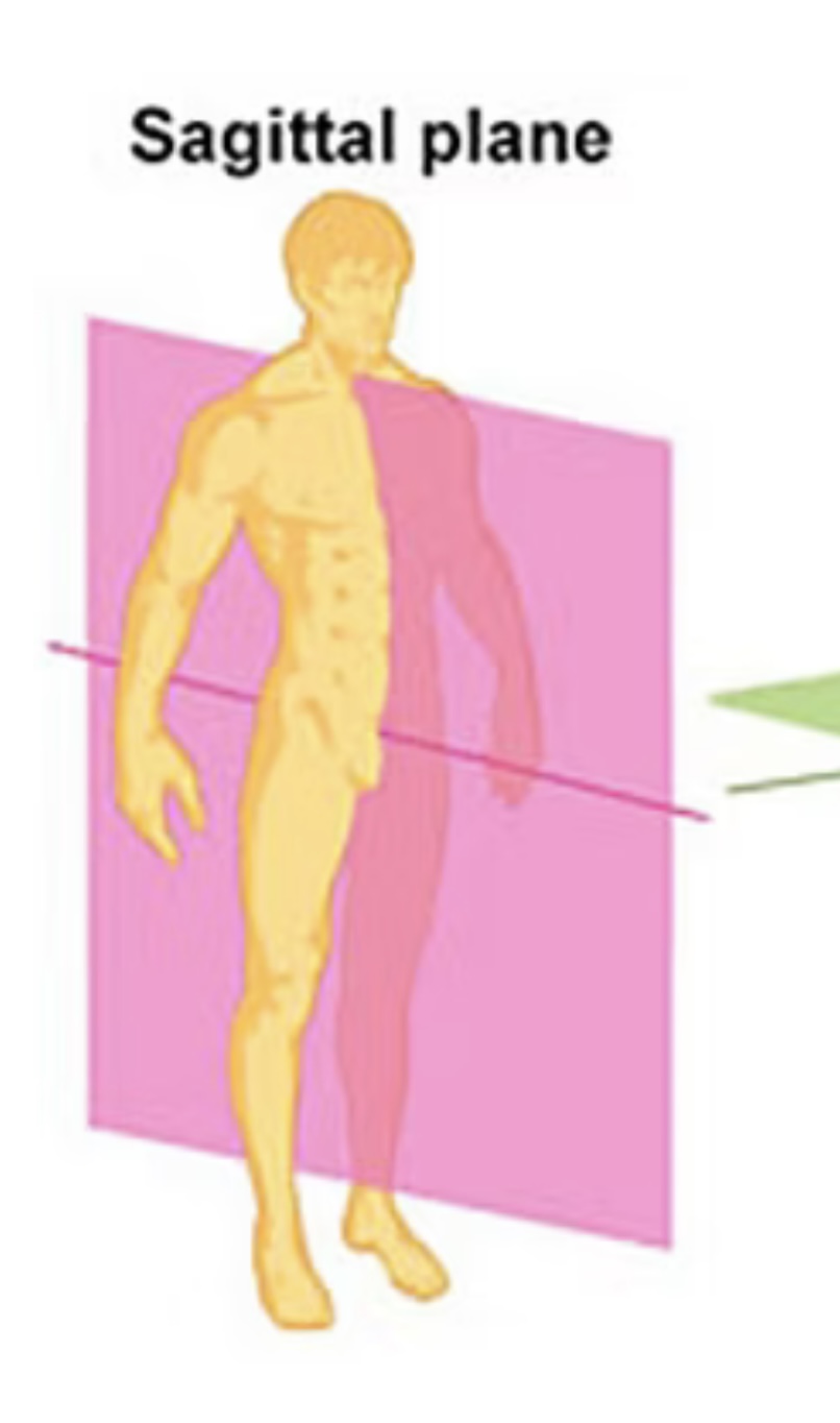 <p>Vertical plane that divides body into left and right halves.</p>