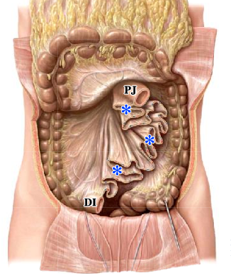 <p>-ruffled appearance</p><p>-presence of arteries and veins within mesentery</p>