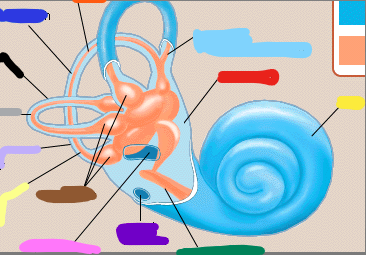<p>blue (liquid in inner ear)</p>