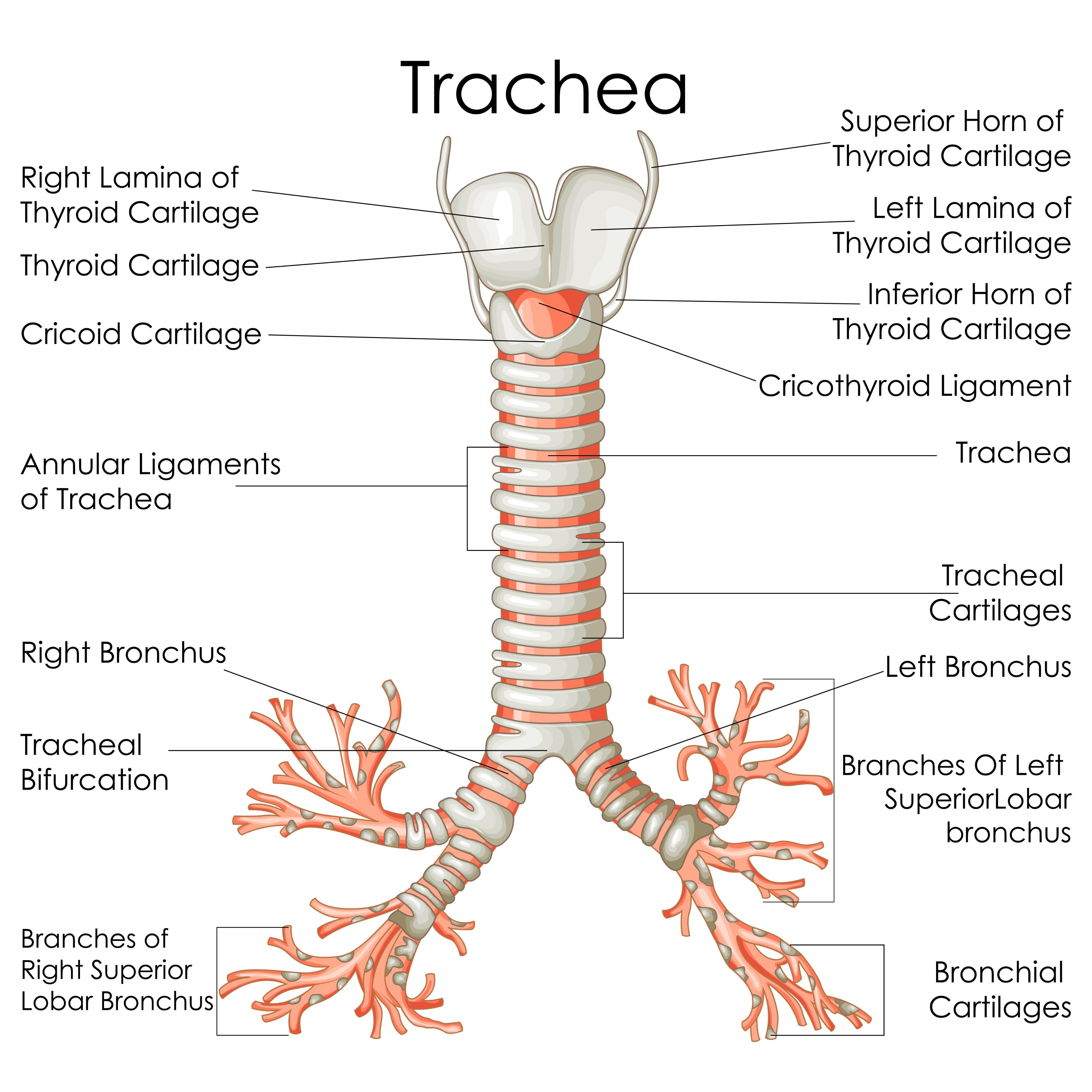 <p>Internal ridge where trachea bifurcates (T4/T5); highly sensitive cough reflex site.</p>