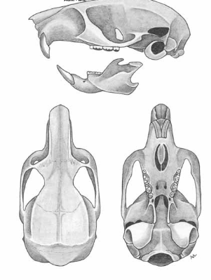 <p>What species?</p>