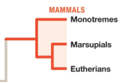<p>mammals, placental </p>